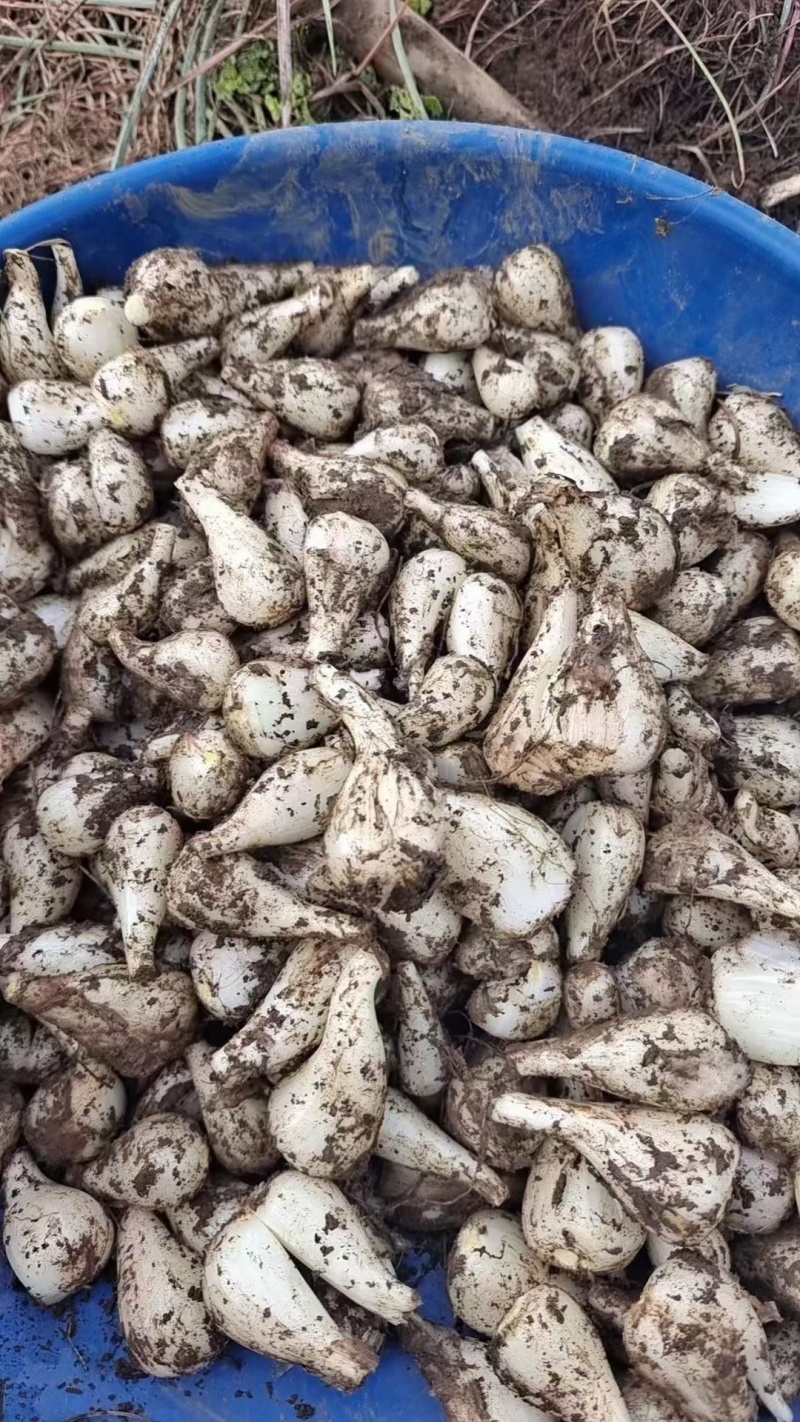 贵州回龙藠头