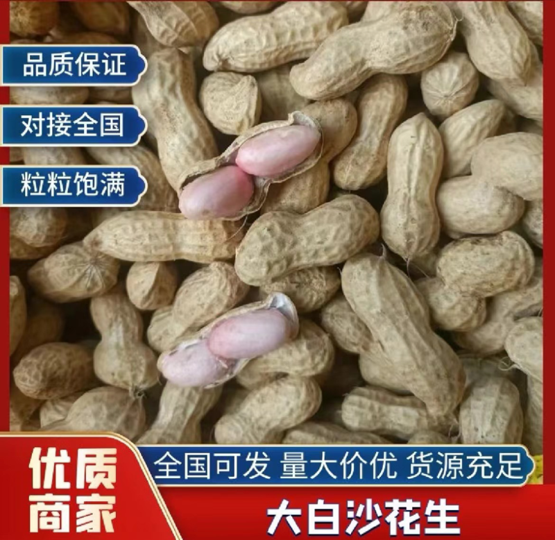 鲜花生，花生批发市场货电商货，产地货源，大白沙花