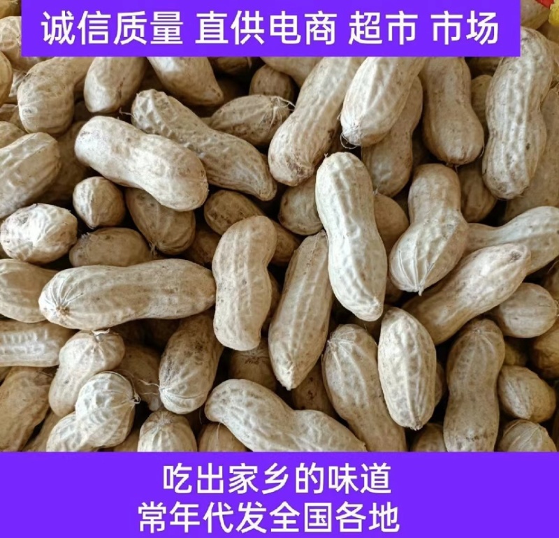 鲜花生，花生批发市场货电商货，产地货源，大白沙花