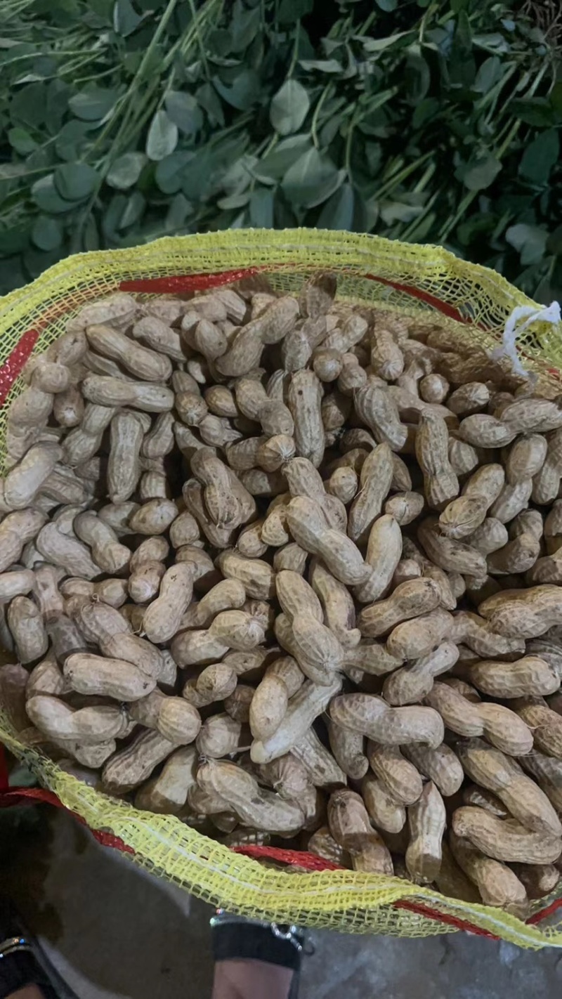 鲜花生，花生批发市场货电商货，产地货源，大白沙花