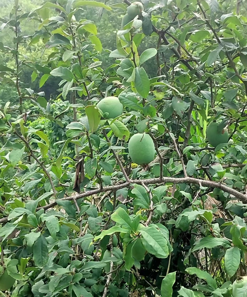 川木瓜皱皮木瓜药用木瓜鲜果产地直供一手货源