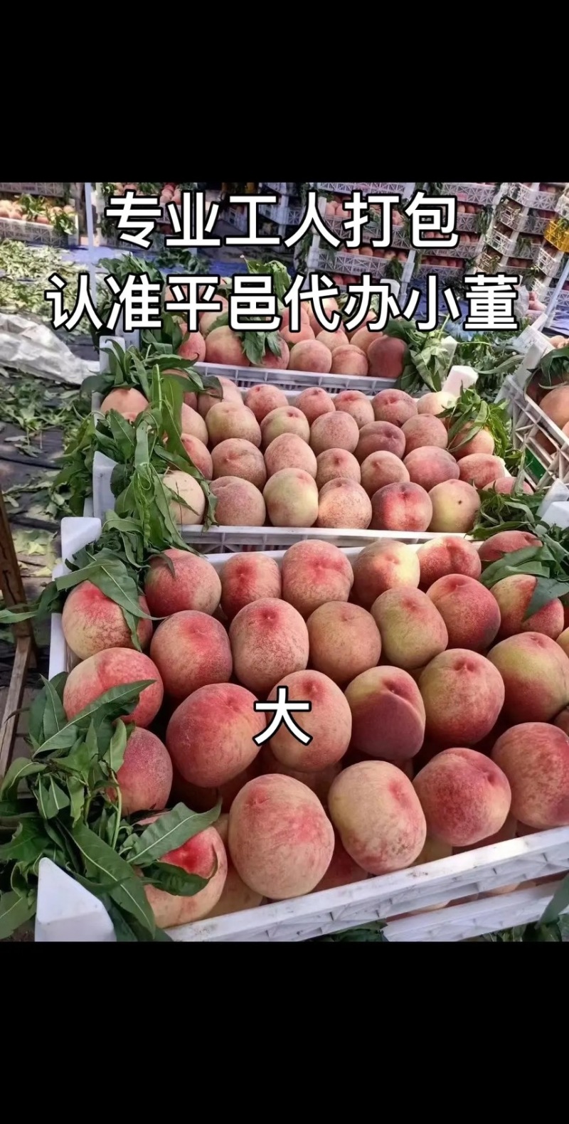 山东产地精品茉莉香葡萄大量上市，价格美丽物美价廉嘎嘎甜