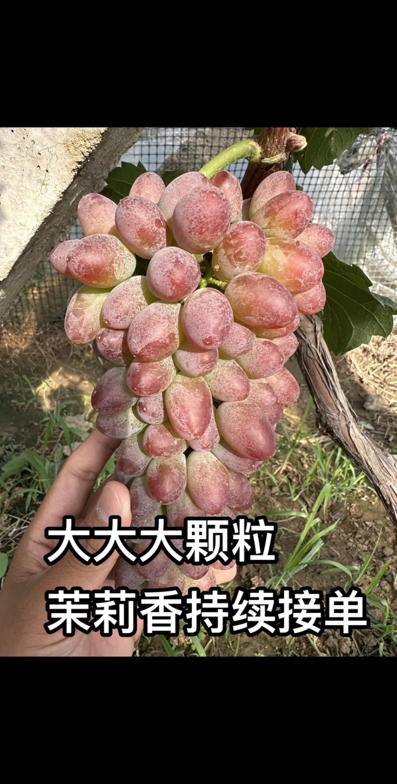 山东产地精品茉莉香葡萄大量上市，价格美丽物美价廉嘎嘎甜