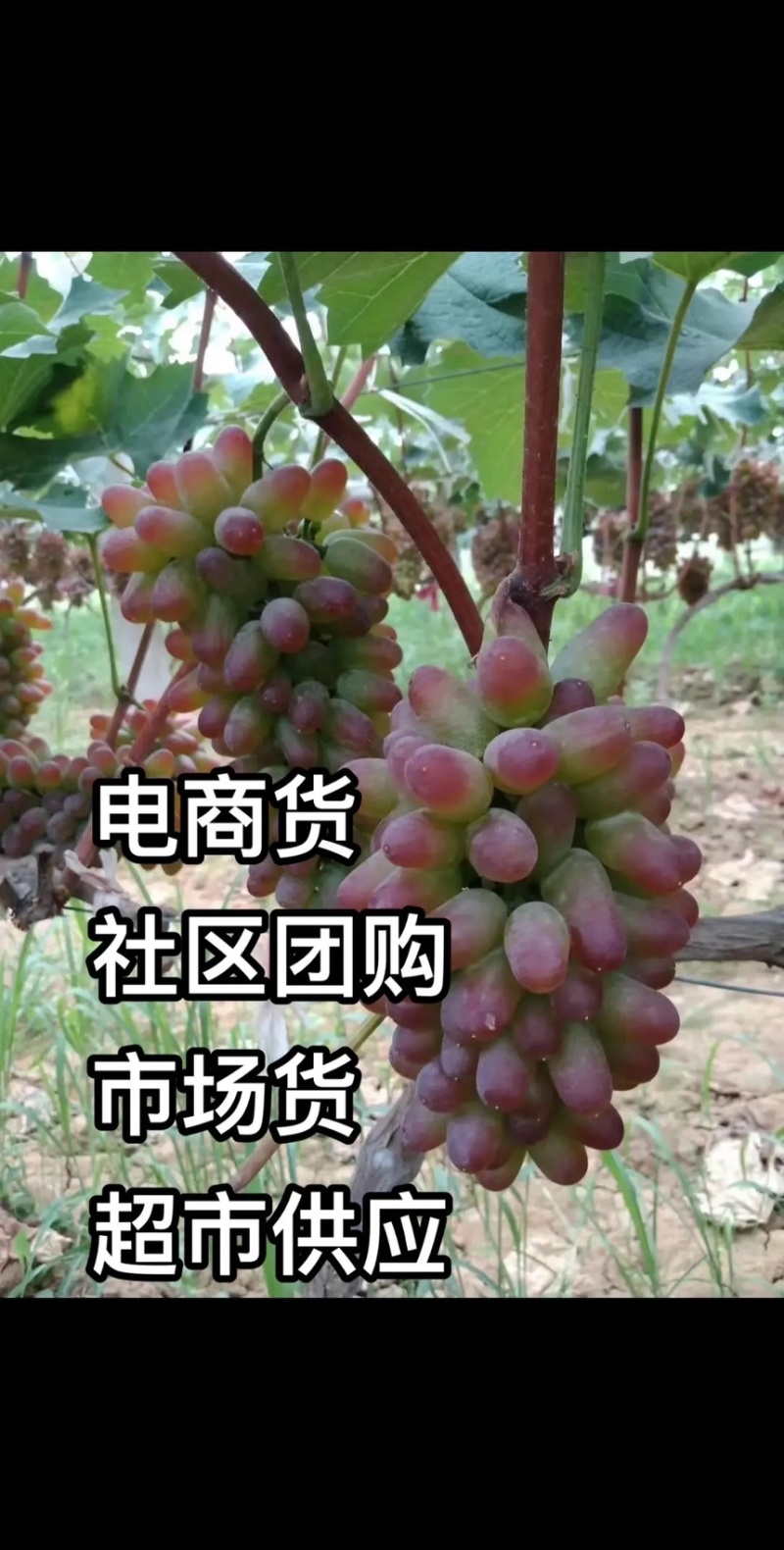 山东产地精品茉莉香葡萄大量上市，价格美丽物美价廉嘎嘎甜