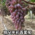 山东产地精品茉莉香葡萄大量上市，价格美丽物美价廉嘎嘎甜