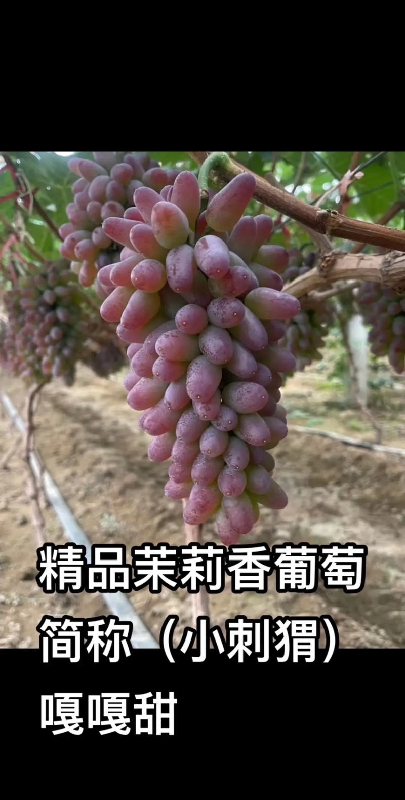 山东产地精品茉莉香葡萄大量上市，价格美丽物美价廉嘎嘎甜