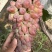 山东产地精品茉莉香葡萄大量上市，价格美丽物美价廉嘎嘎甜