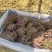 山东产地精品茉莉香葡萄大量上市，价格美丽物美价廉嘎嘎甜