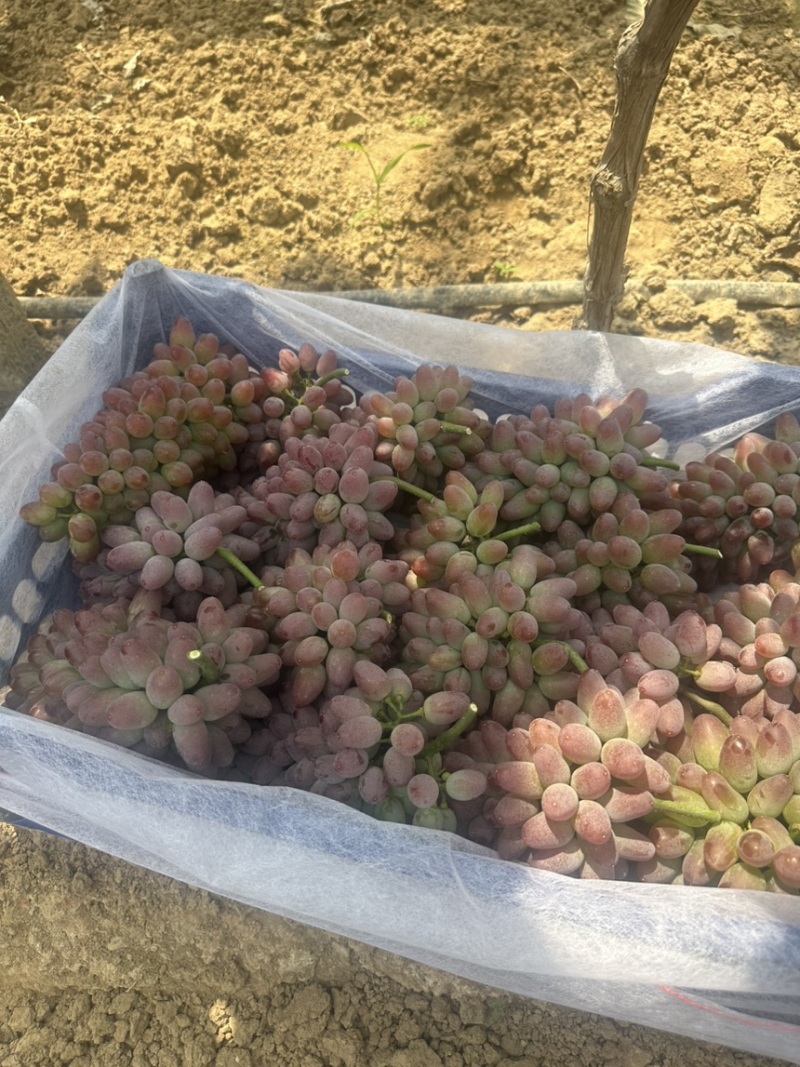 山东产地精品茉莉香葡萄大量上市，价格美丽物美价廉嘎嘎甜