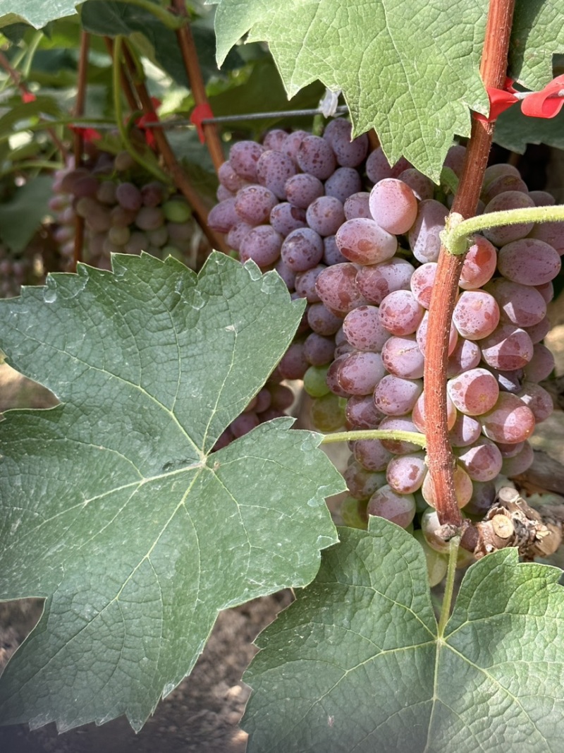 山东产地精品茉莉香葡萄大量上市，价格美丽物美价廉嘎嘎甜