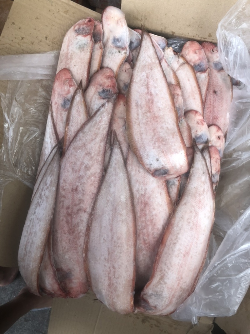 舌鳎鱼龙利鱼200/300300/400船冻