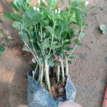特级重瓣浓香型香水茉莉盆栽老桩水培茉莉室内外种植四季花卉