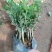 特级重瓣浓香型香水茉莉盆栽老桩水培茉莉室内外种植四季花卉