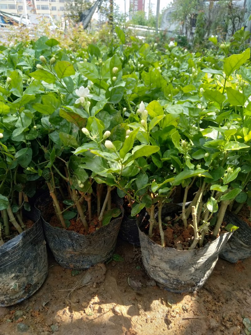 特级重瓣浓香型香水茉莉盆栽老桩水培茉莉室内外种植四季花卉