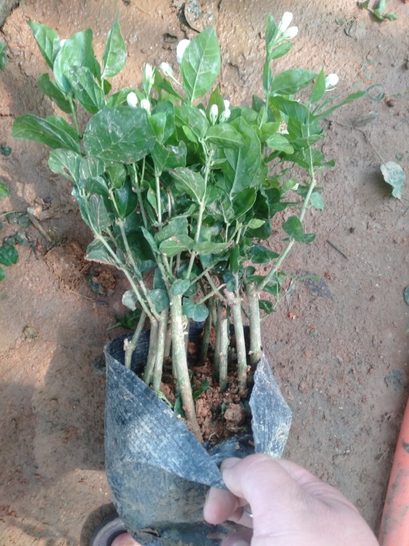 特级重瓣浓香型香水茉莉盆栽老桩水培茉莉室内外种植四季花卉