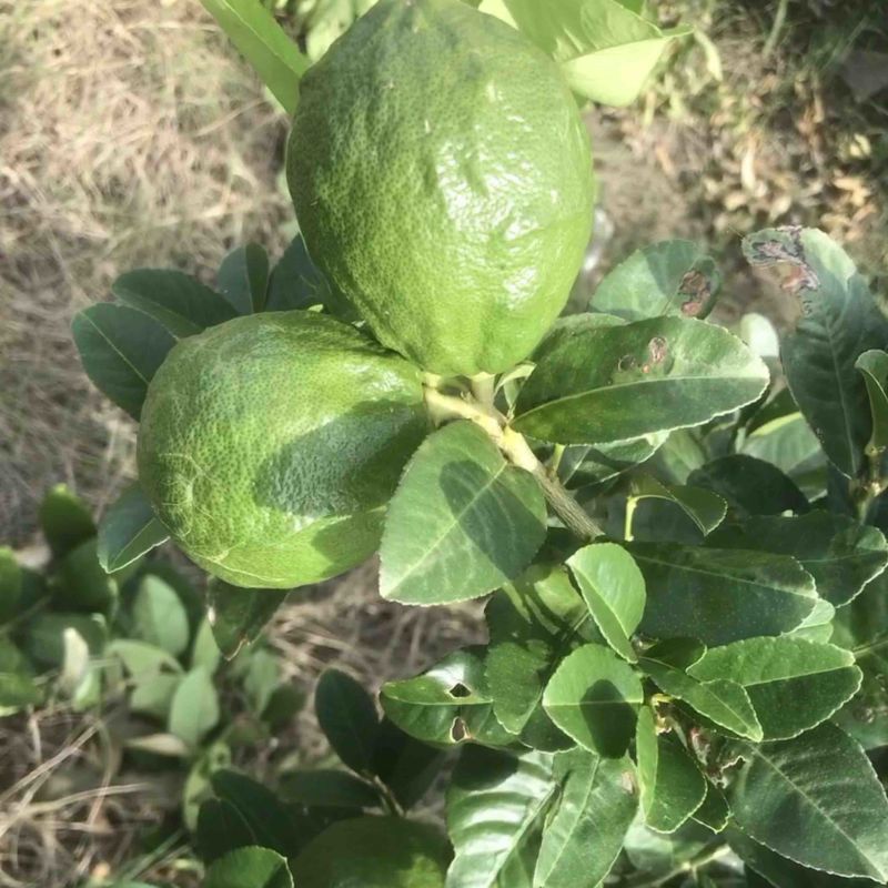 广东香水柠檬一二级果