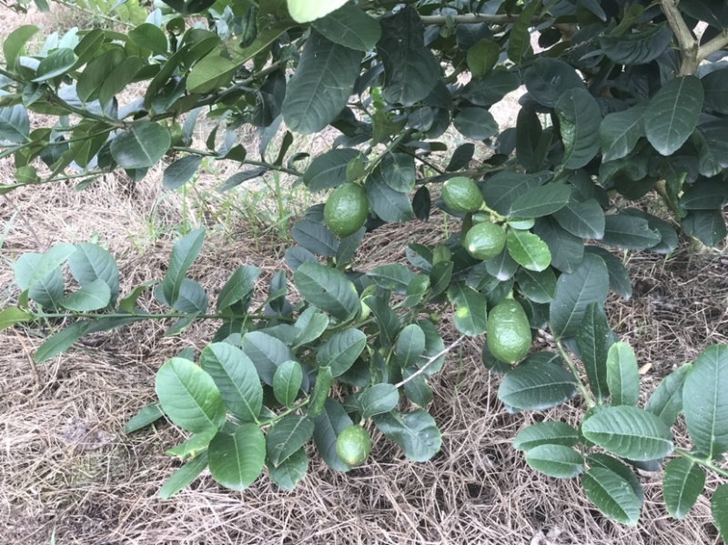 广东香水柠檬一二级果