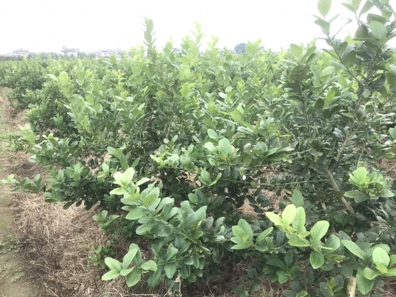 广东香水柠檬一二级果
