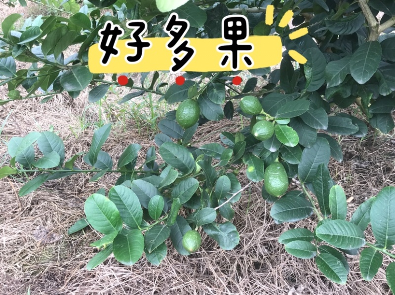 广东香水柠檬一二级果