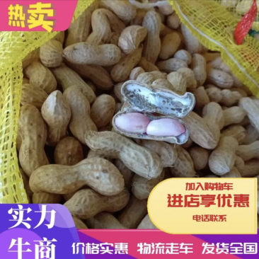 【精品鲜花生】河南开封大量上市，一手货源欢迎来电订购
