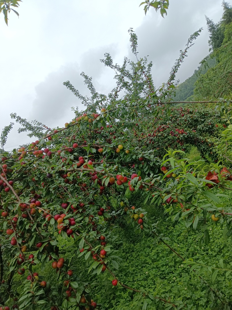 贵州高山李子