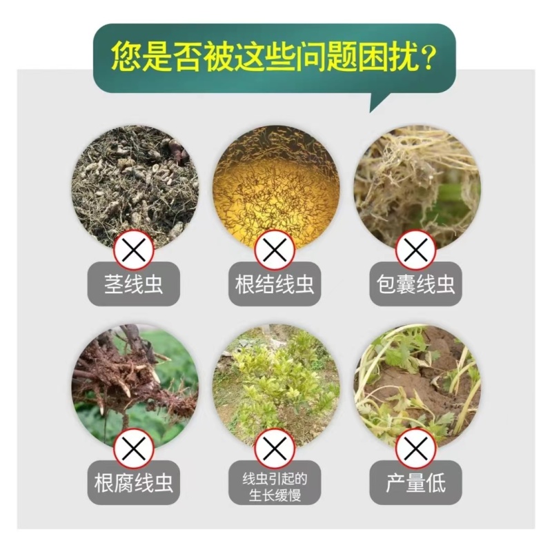 统一战线防治根结线虫虫卵通杀微生物菌剂杀灭有害菌