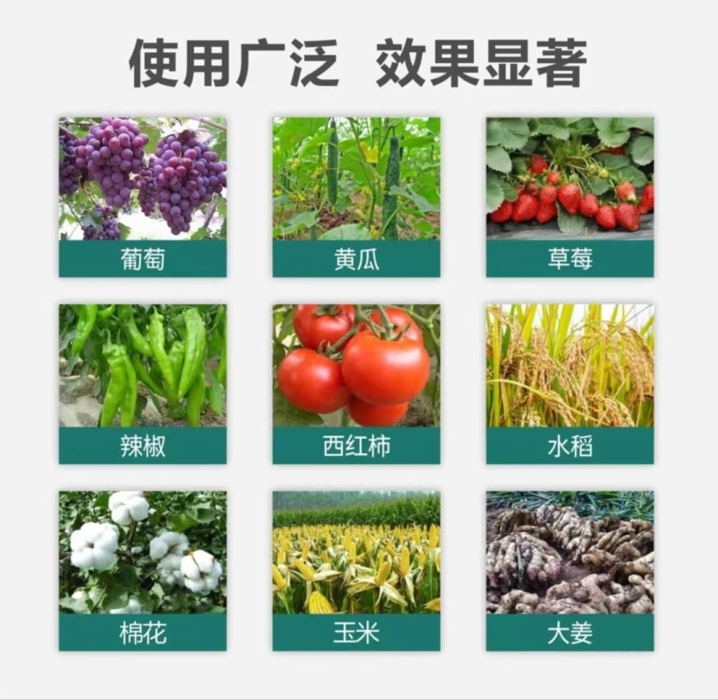 统一战线防治根结线虫虫卵通杀微生物菌剂杀灭有害菌