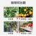 统一战线防治根结线虫虫卵通杀微生物菌剂杀灭有害菌