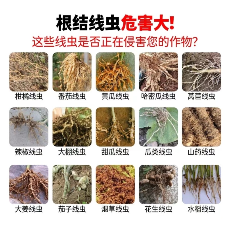 统一战线防治根结线虫虫卵通杀微生物菌剂杀灭有害菌