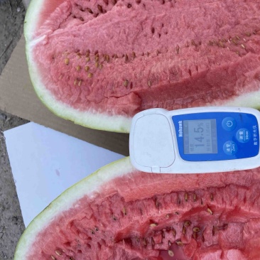 宁夏..甘肃硒砂瓜..金花..康乐…金城系列…品种齐全