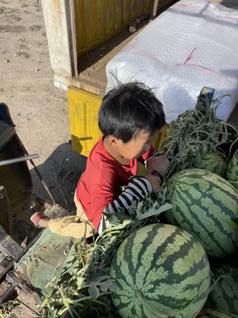 宁夏..甘肃硒砂瓜..金花..康乐…金城系列…品种齐全