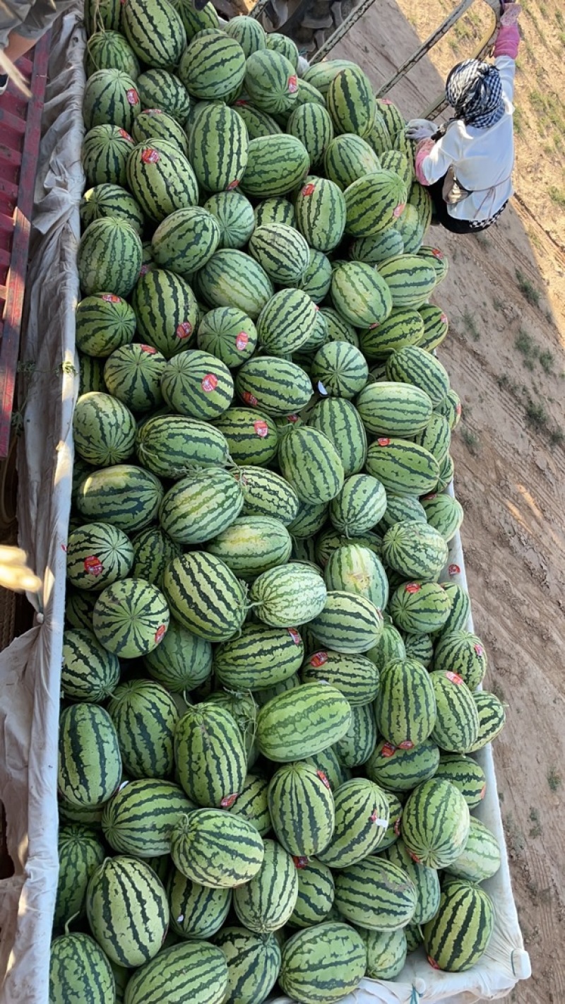 宁夏..甘肃硒砂瓜..金花..康乐…金城系列…品种齐全