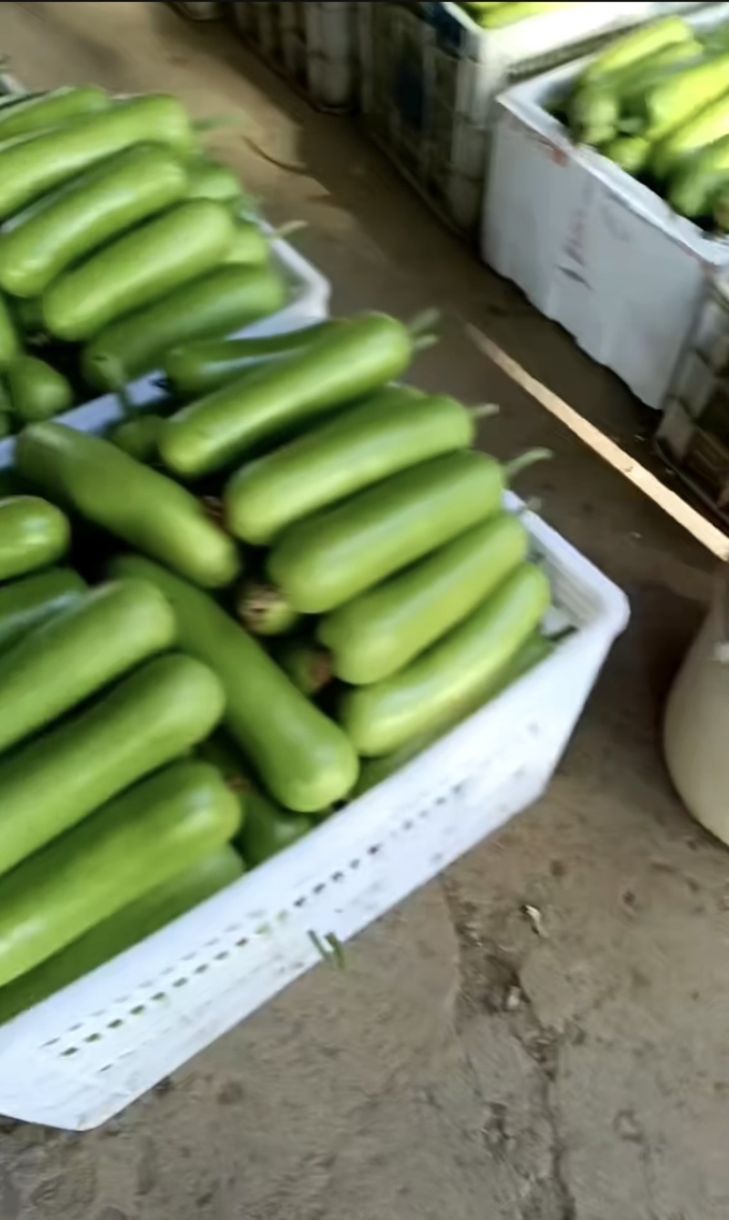 精品瓠瓜价格小涨，精品中的精品，漂亮量大！