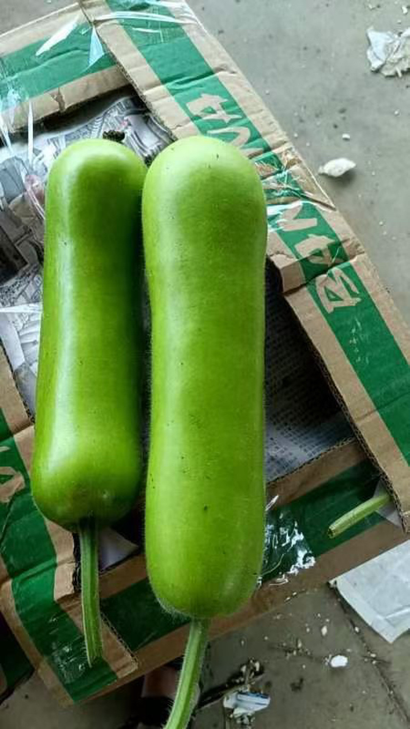 精品瓠瓜价格小涨，精品中的精品，漂亮量大！