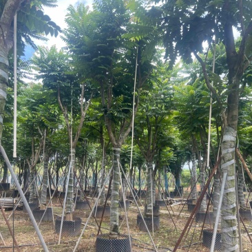 麻楝10-20分低价出售