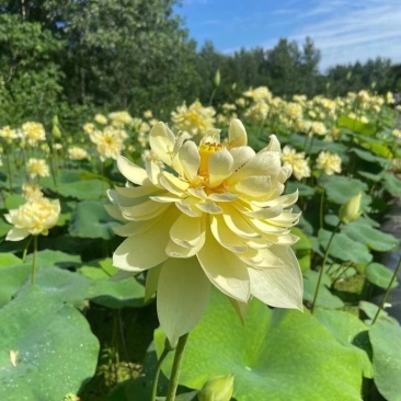 【精品】荷花观赏荷花基地供应一手货源支持视频看货