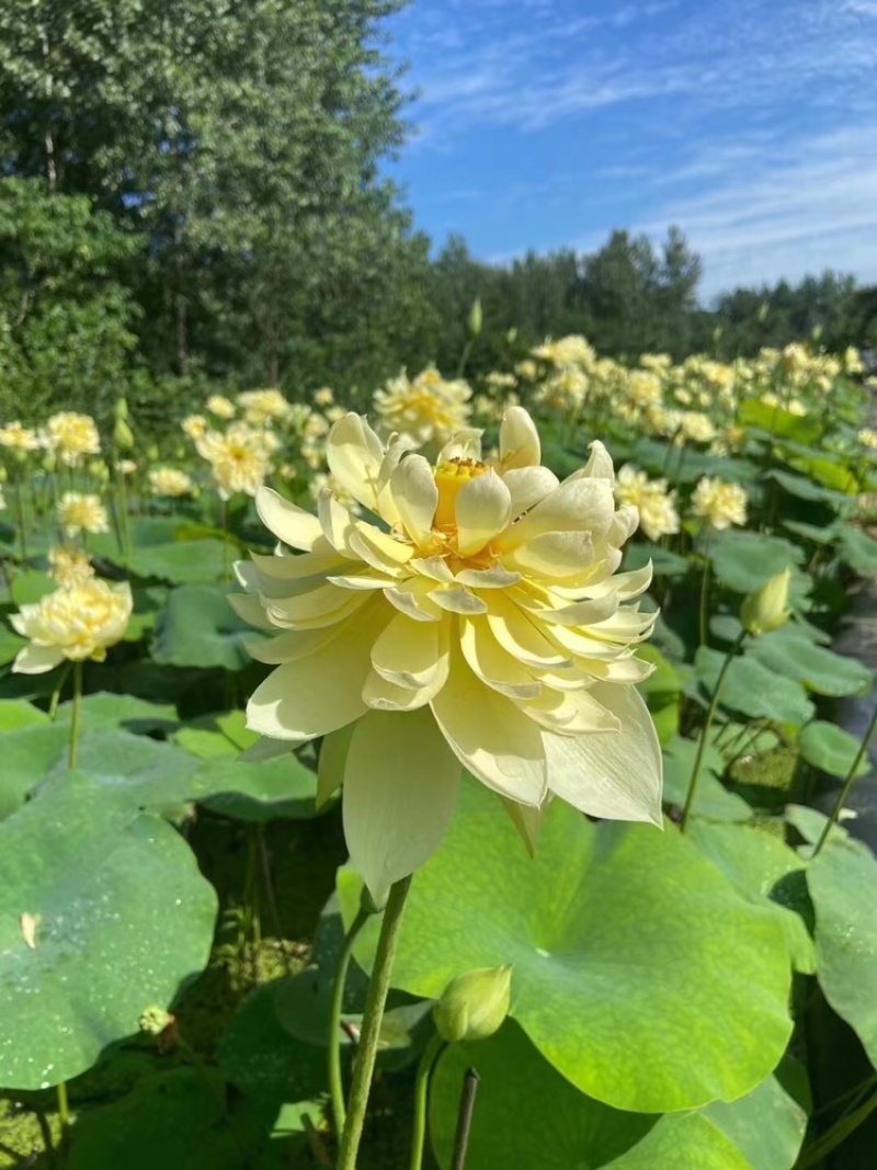 【精品】荷花观赏荷花基地供应一手货源支持视频看货