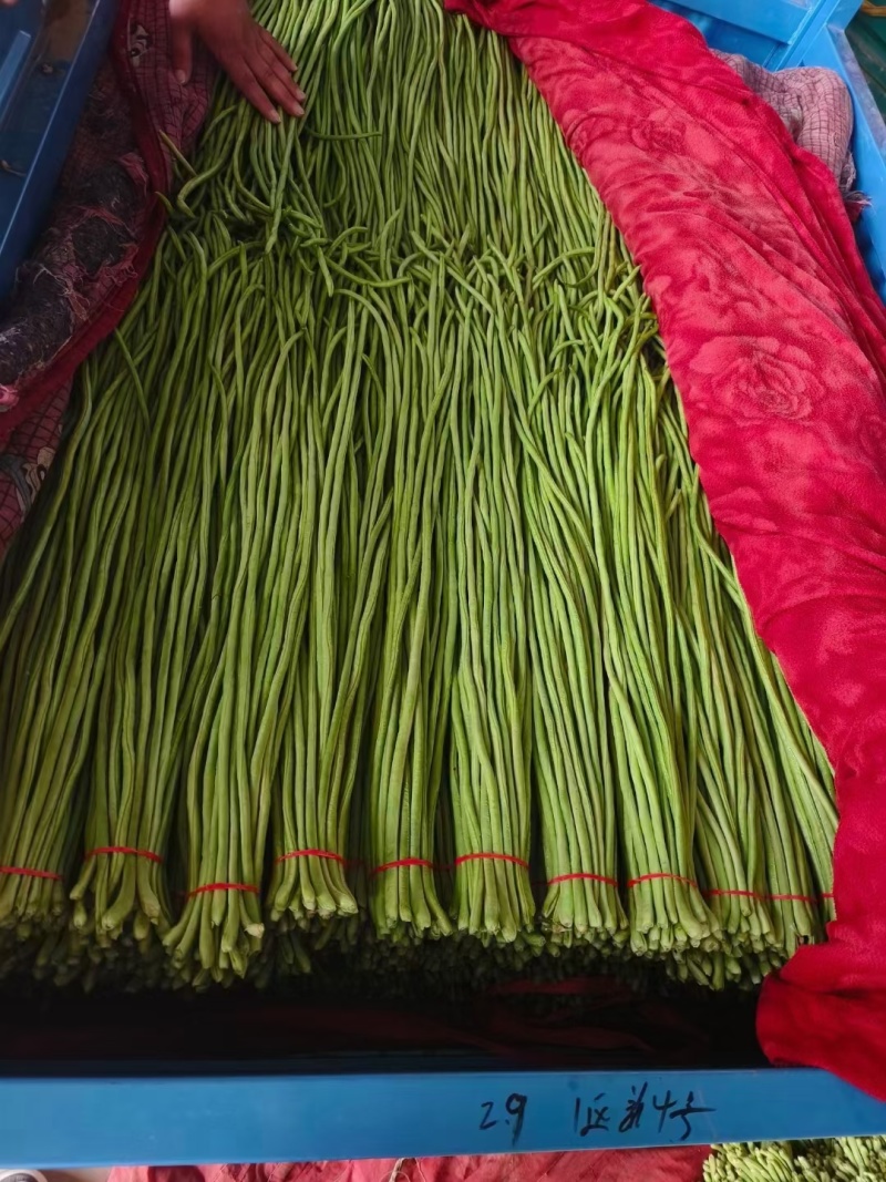 【推荐】邯郸精品长豆角产地直发价优可视频看货欢迎