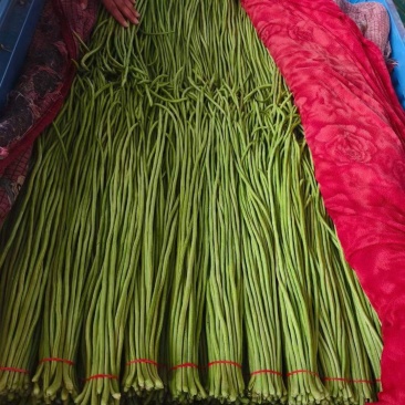 【推荐】邯郸精品长豆角产地直发价优可视频看货欢迎