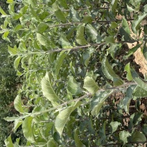 爱妃苹果苗，鲁丽苹果，华硕苹果，维纳斯苹果苗，苹果苗