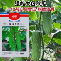 强雌大包黄瓜种子秋瓜种籽一代杂交旱黄瓜种子甜脆清香黄瓜种