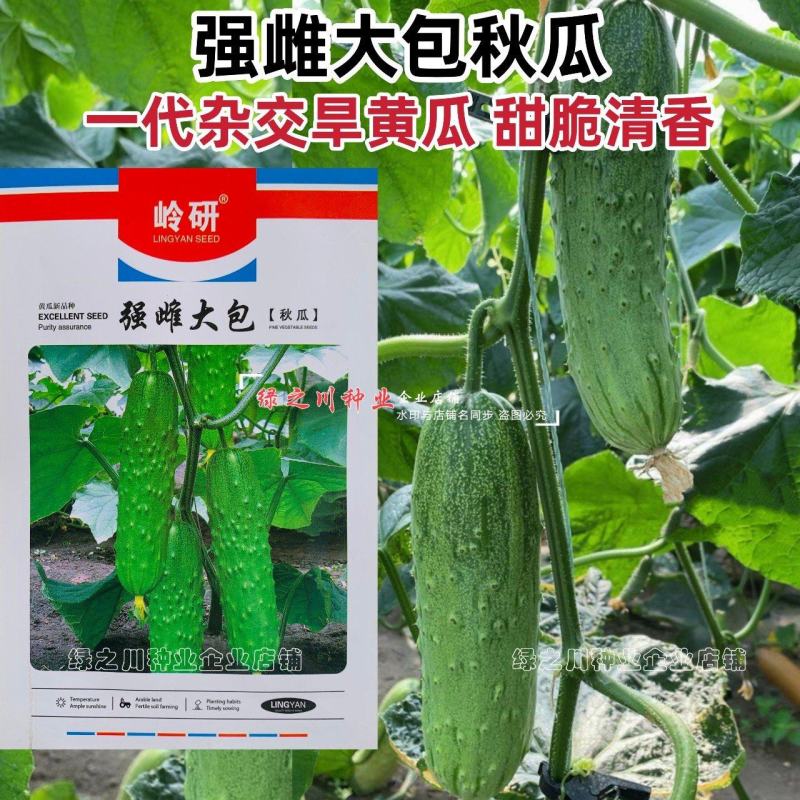 强雌大包黄瓜种子秋瓜种籽一代杂交旱黄瓜种子甜脆清香黄瓜种