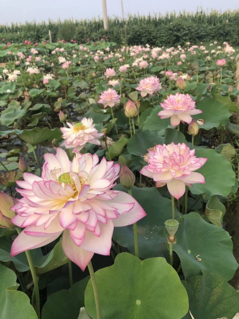 【精品】荷花🪷观赏荷花，任意花色均可挑选，一手货源