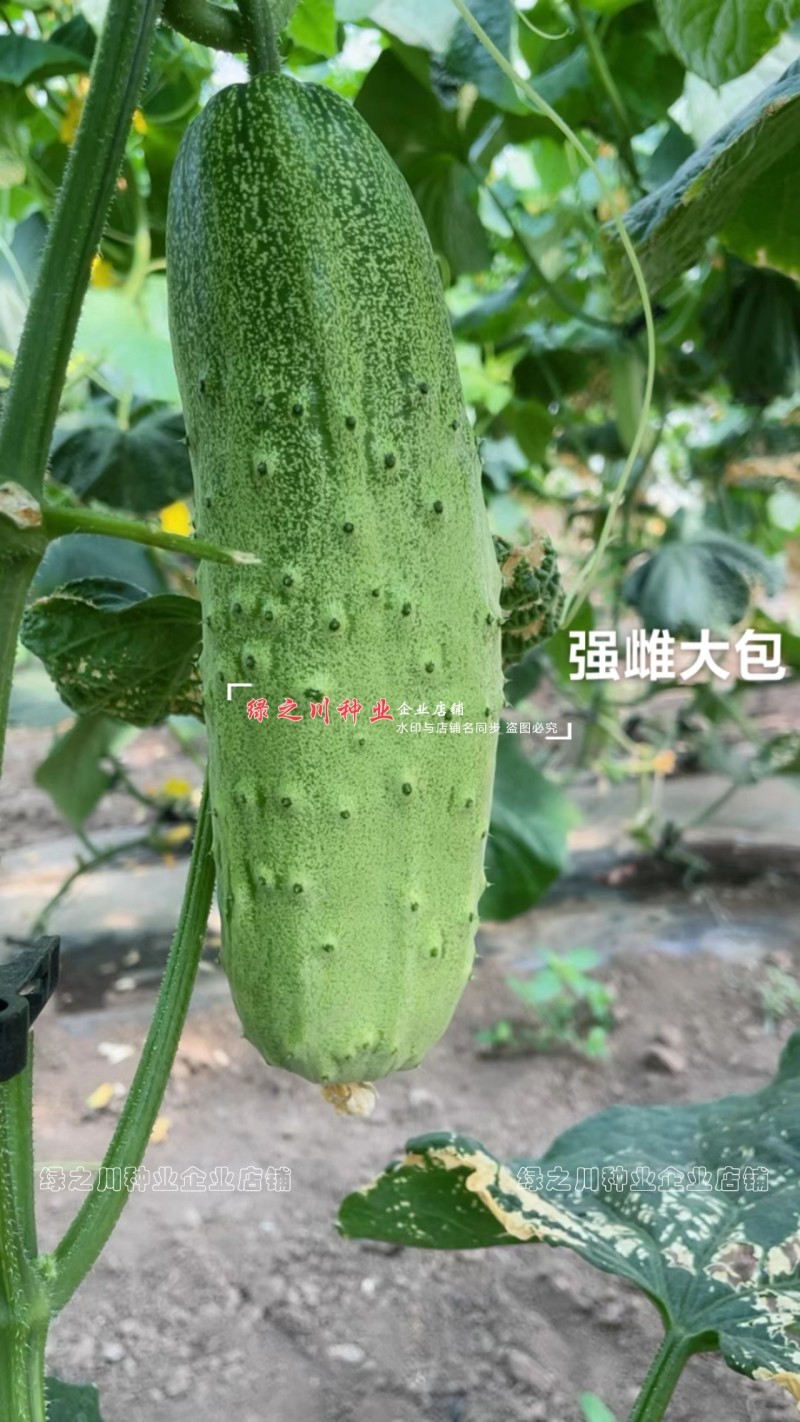 强雌大包黄瓜种子秋瓜种籽一代杂交旱黄瓜种子甜脆清香黄瓜种