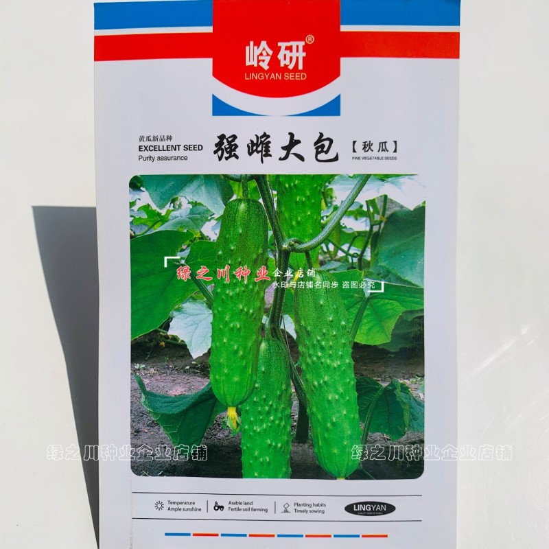 强雌大包黄瓜种子秋瓜种籽一代杂交旱黄瓜种子甜脆清香黄瓜种