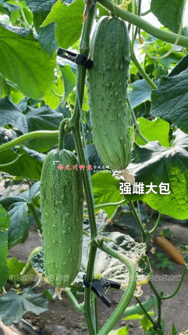 强雌大包黄瓜种子秋瓜种籽一代杂交旱黄瓜种子甜脆清香黄瓜种
