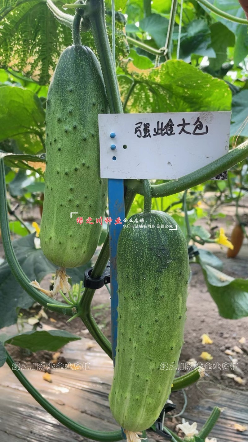 强雌大包黄瓜种子秋瓜种籽一代杂交旱黄瓜种子甜脆清香黄瓜种