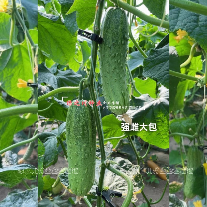 强雌大包黄瓜种子秋瓜种籽一代杂交旱黄瓜种子甜脆清香黄瓜种