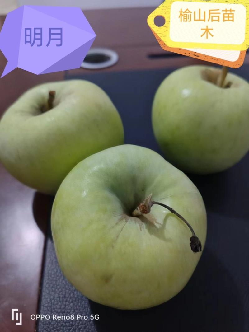 爱妃苹果树苗大量供应，一手货源，产地直发，价格优惠