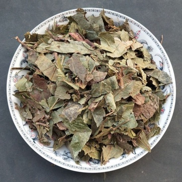 腹水草中药材多穗草两头爬爬崖红